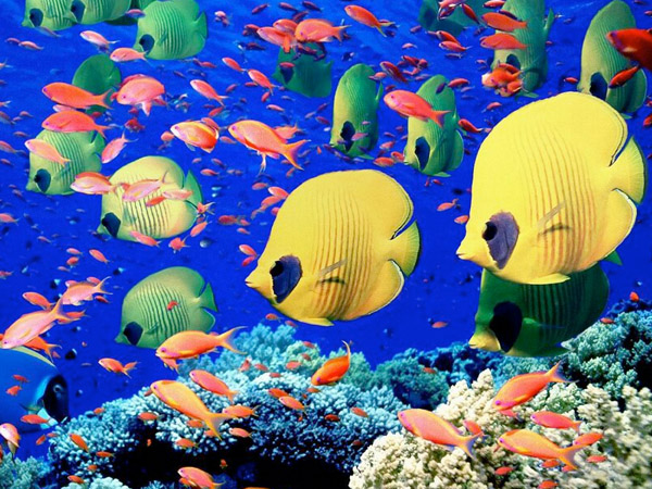 Ripley's Aquarium Myrtle Beach